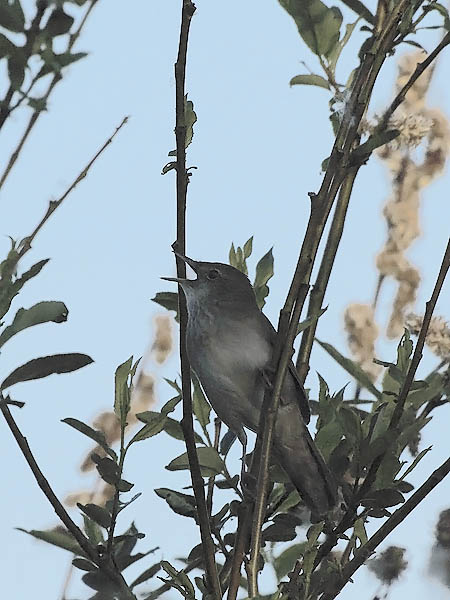 Viitasirkkalintu, River Warbler, Locustella fluviatilis